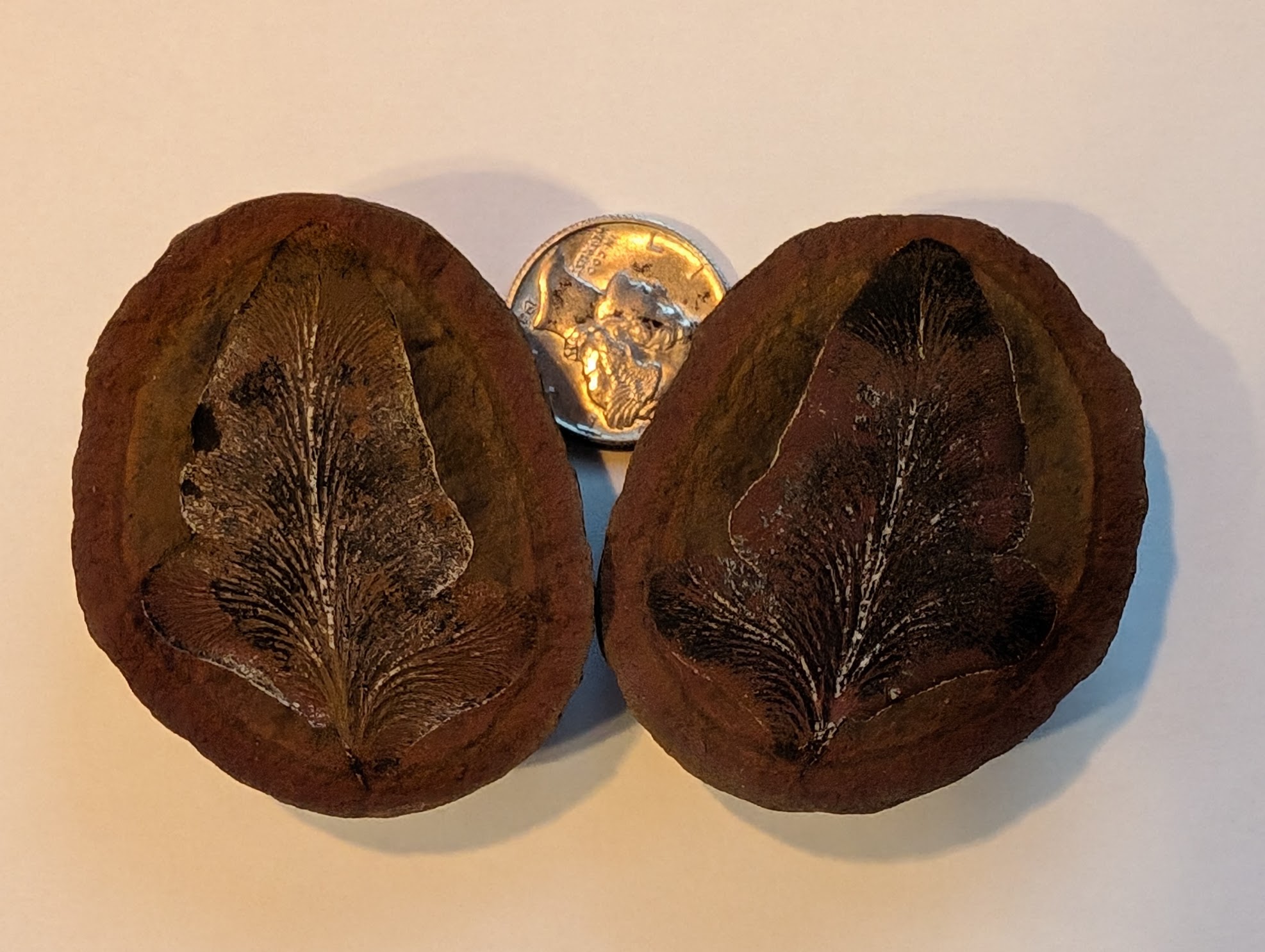 Fossil Friday #219: Neuropteris vermicularis – Terminal Pinnule