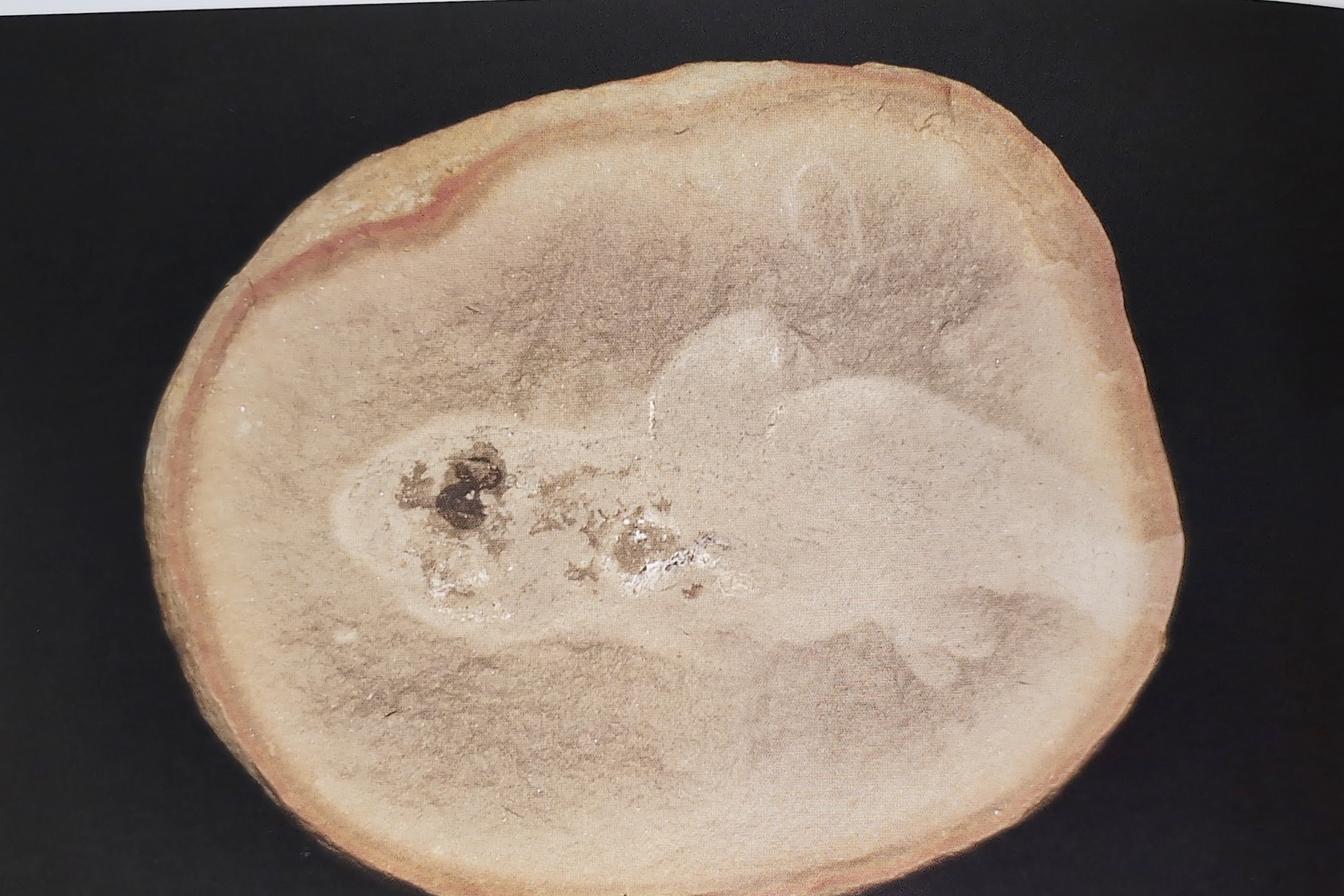 Mazon Monday #224: Holmacanthus keithi