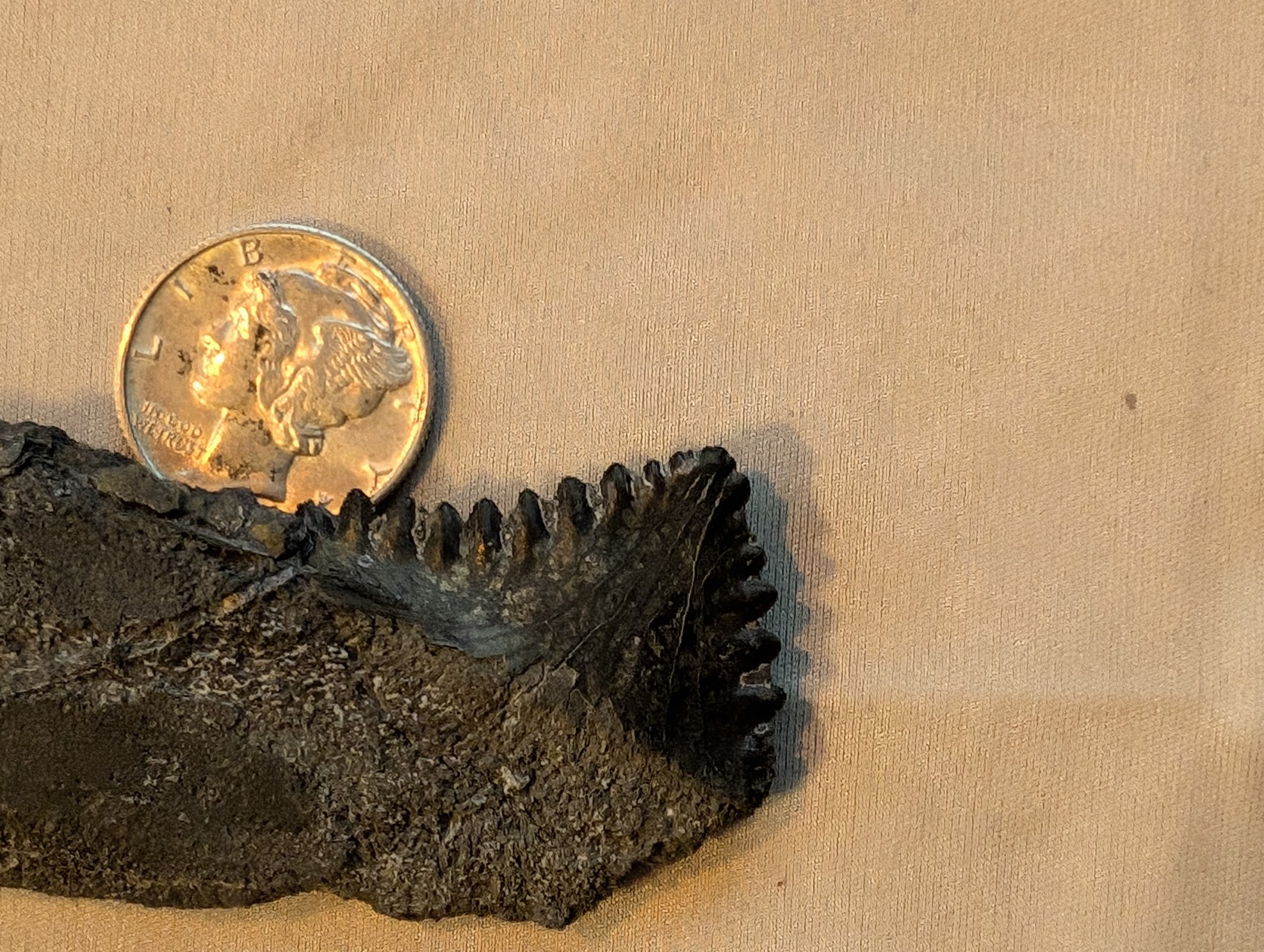 Fossil Friday #221: Edestus heinrichi Shark Tooth