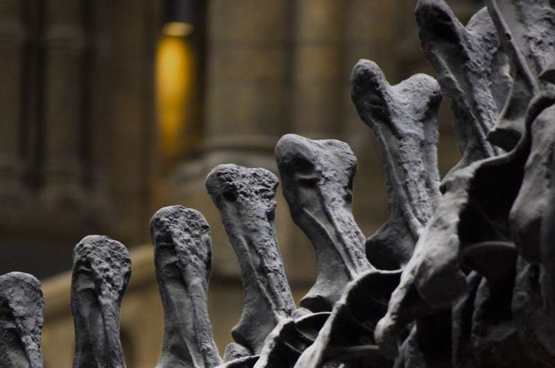 Brazilian researchers discover dinosaur fossil after heavy rains in Rio Grande do Sul