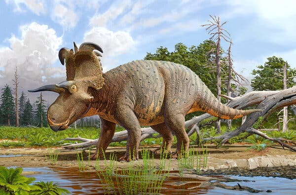 Lokiceratops, a Horned Dinosaur, May Be a New Species