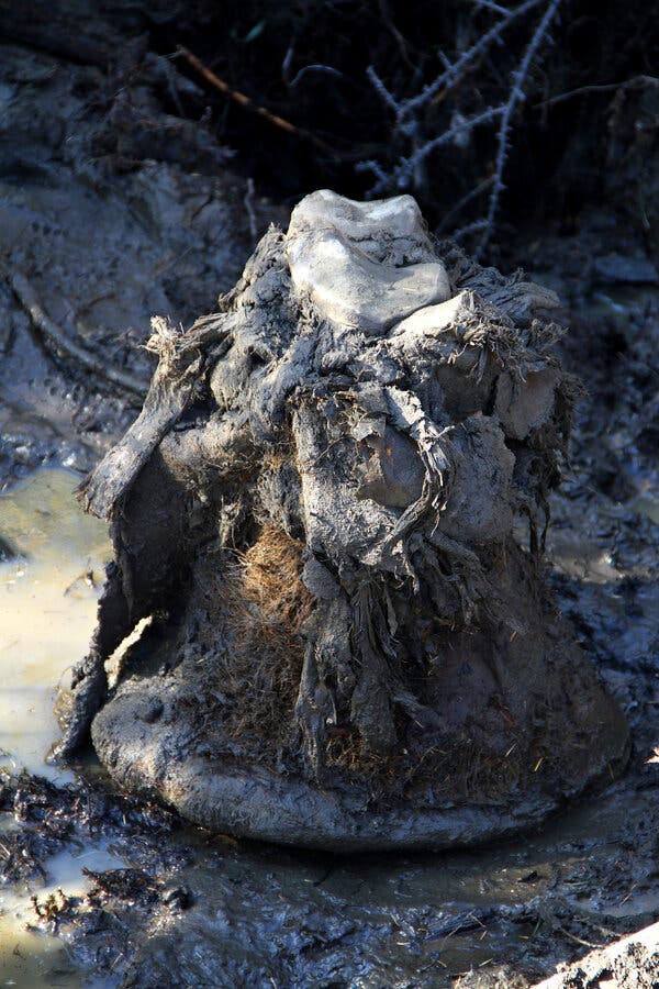 A Mammoth First: 52,000-Year-Old DNA, in 3-D