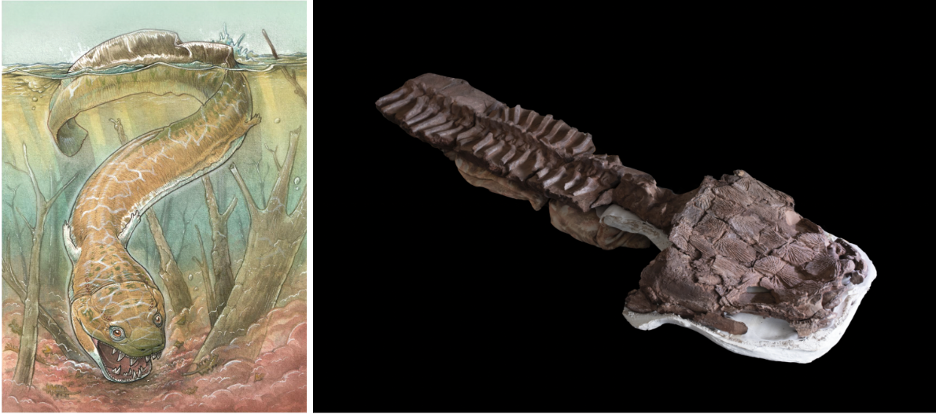 This Bigheaded Fossil Turned Up in a Place No One Expected to Find It