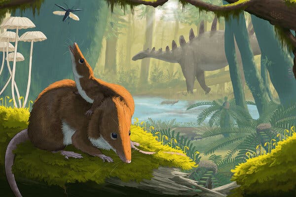 Fossil Hints That Jurassic Mammals Lived Slow and Died Old