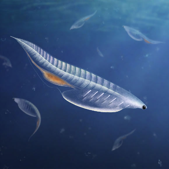 Fossil of Cambrian Long-Headed Chordate Unearthed in Utah