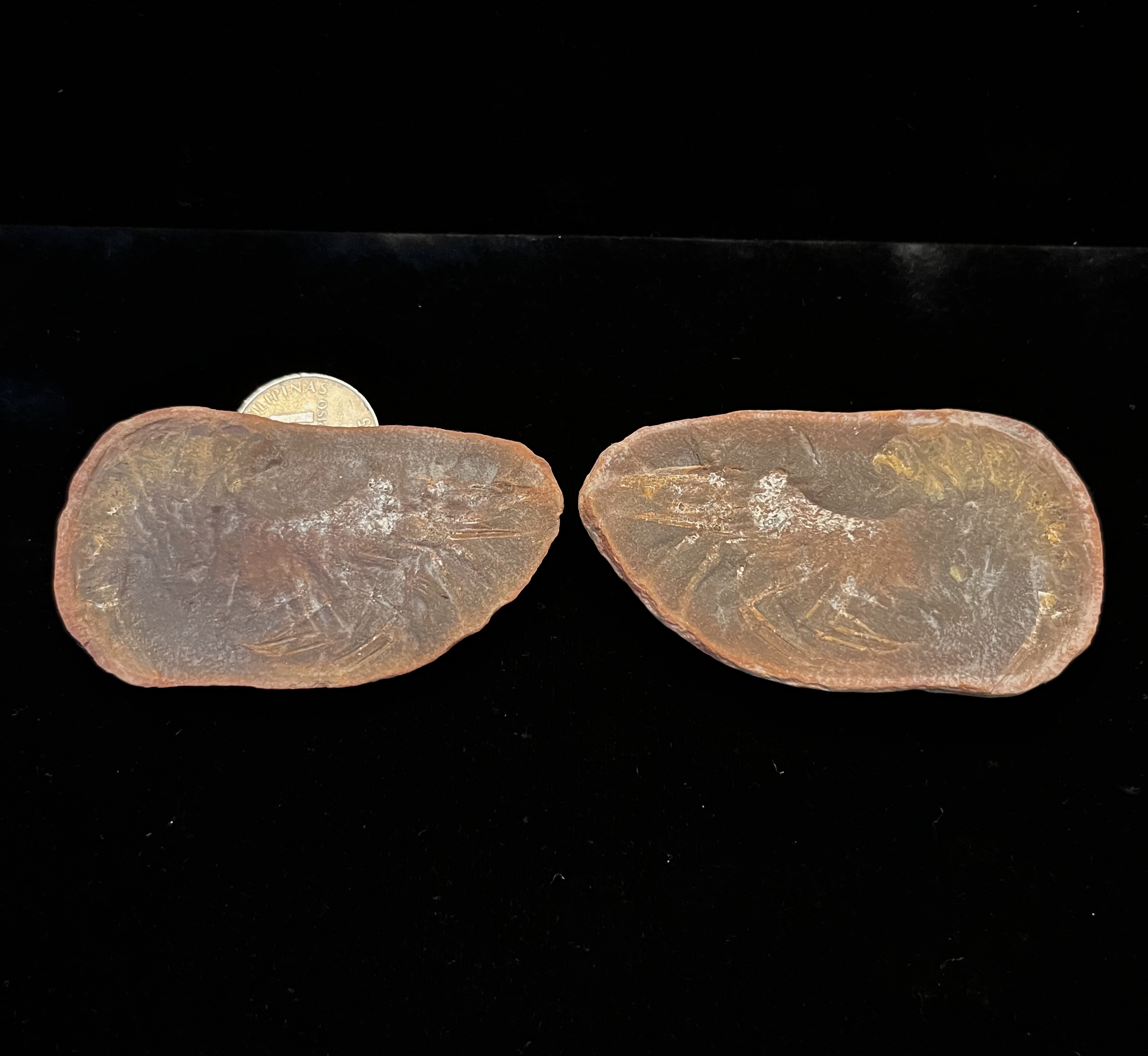 Fossil Friday #227: Belotelson magister