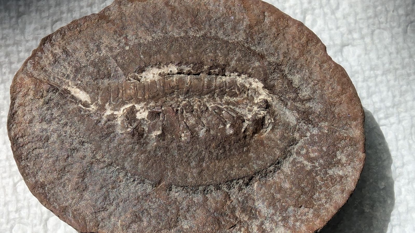 Fossil Friday #226: Acanthotelson stimpsoni from Pit 11
