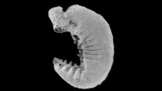 ‘My jaw just dropped’: 500 million-year-old larva fossil found with brain preserved