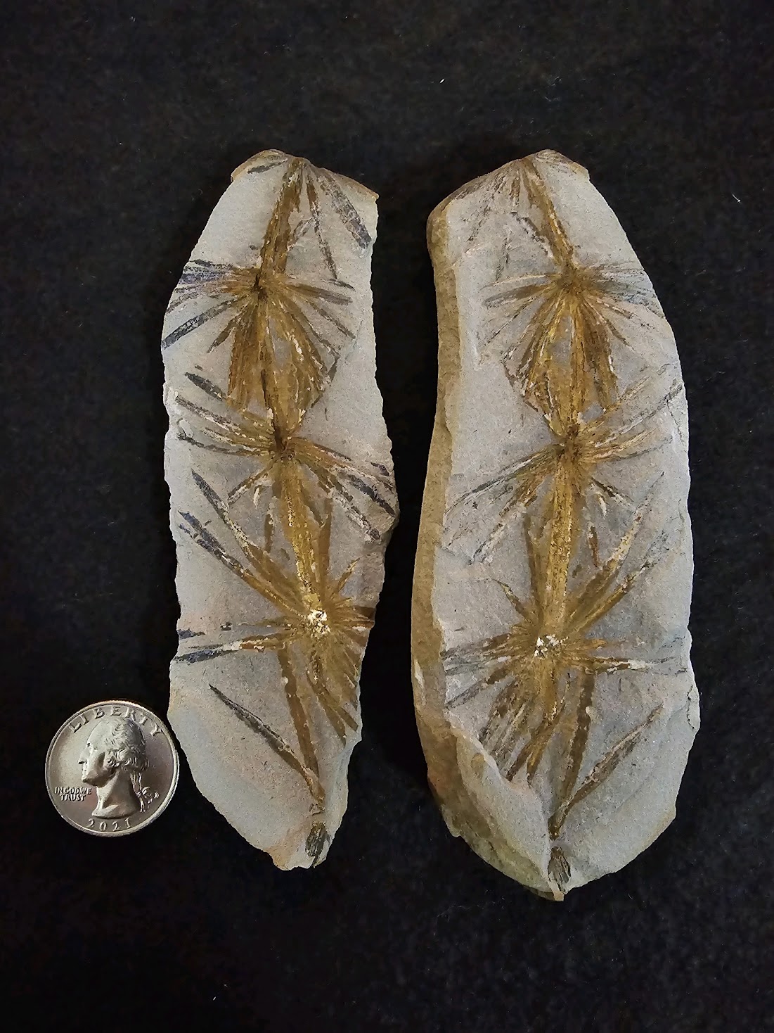 Fossil Friday #225: Annularia inflata