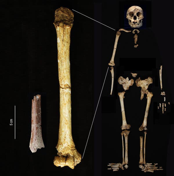 Scientists Find Arm Bone of Ancient ‘Hobbit’ Human #fossils
