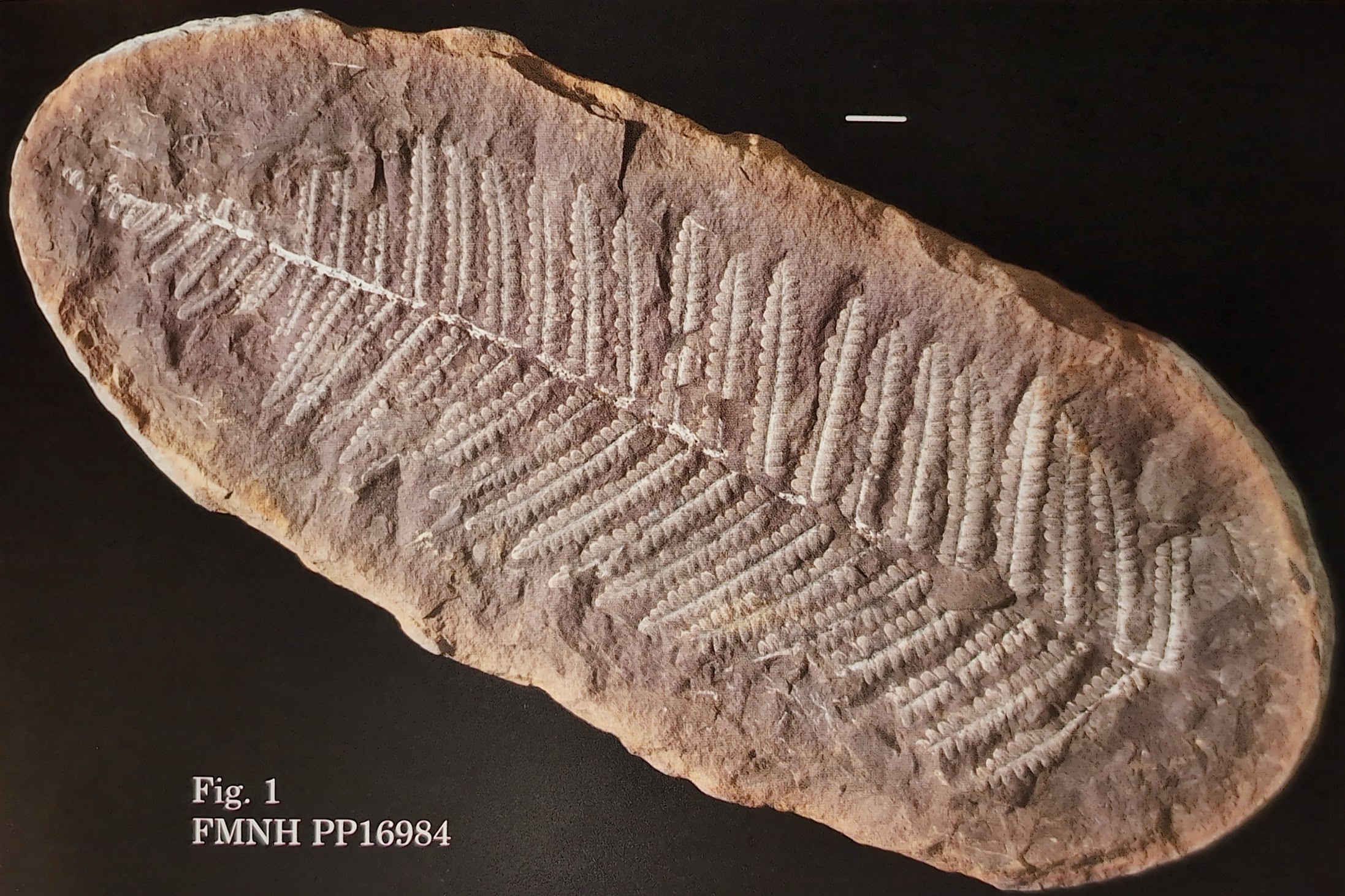 Mazon Monday #236: Cyathocarpus arborea