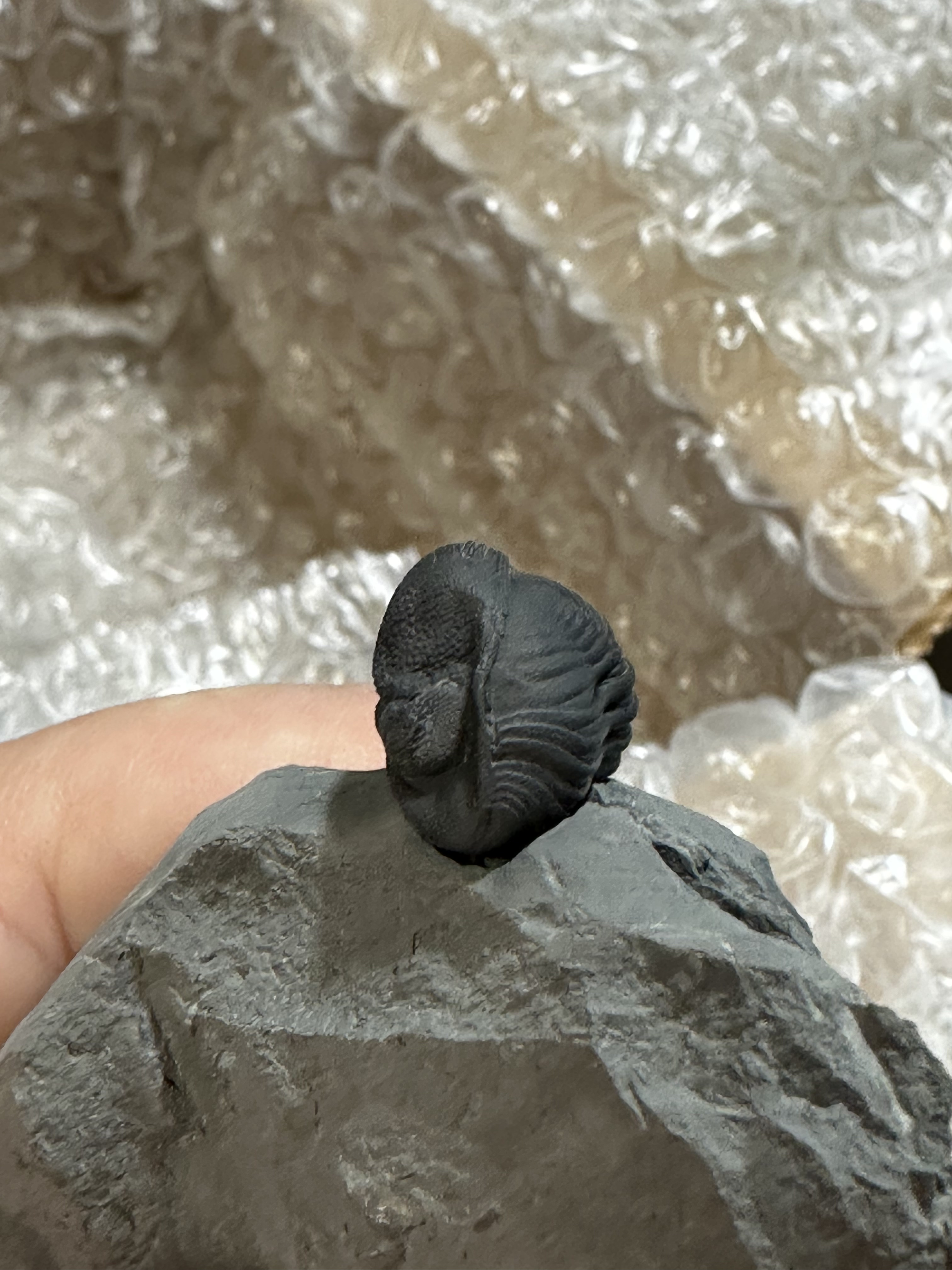 Fossil Friday #230: Trilobites from Penn Dixie