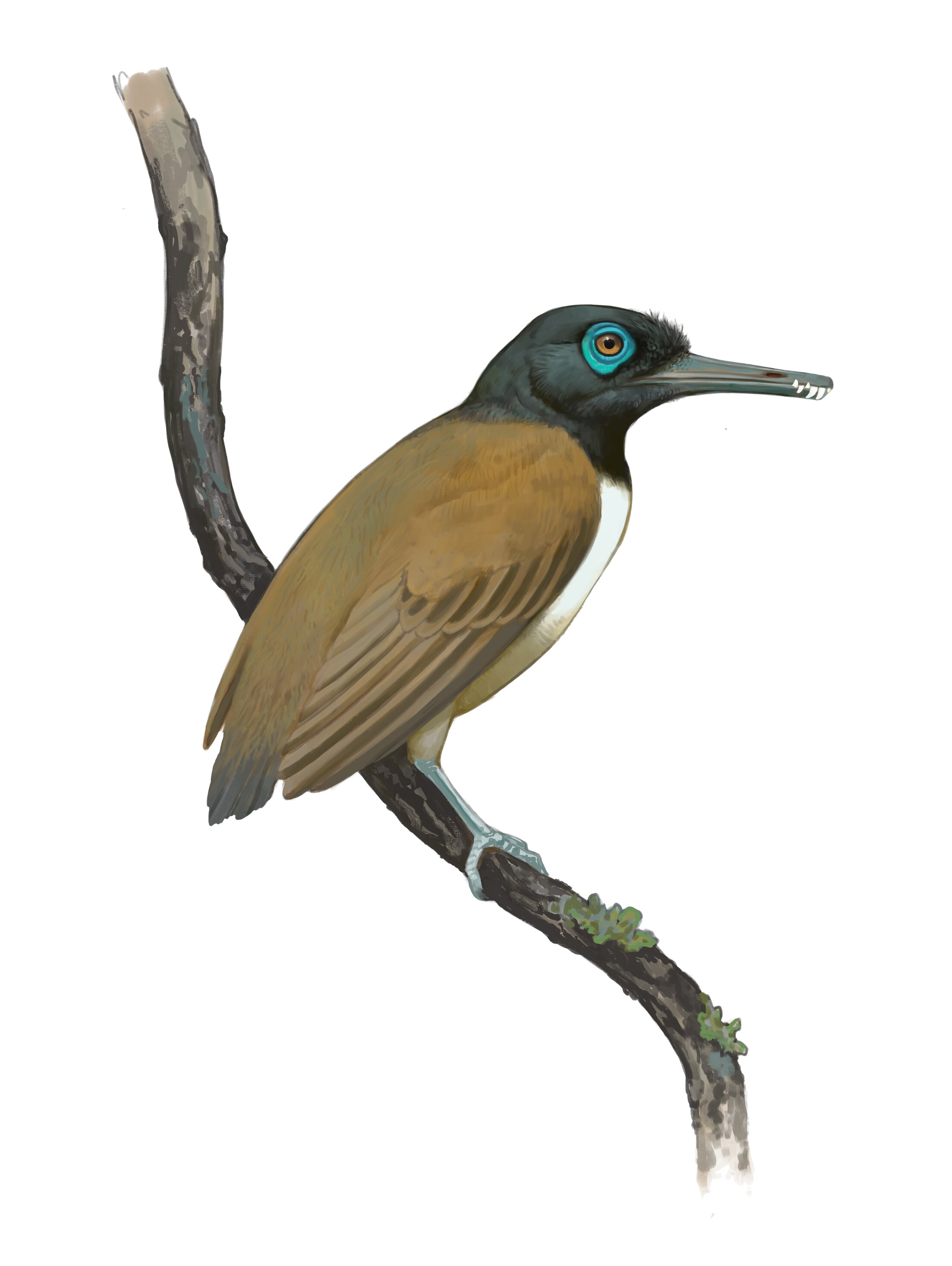 Paleontologists discover fossil birds with teeth had seeds in their stomachs, indicating that they ate fruit
