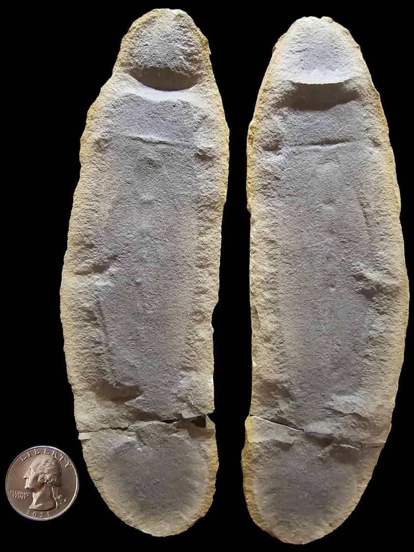 Fossil Friday #229: Tullymonstrum gregarium