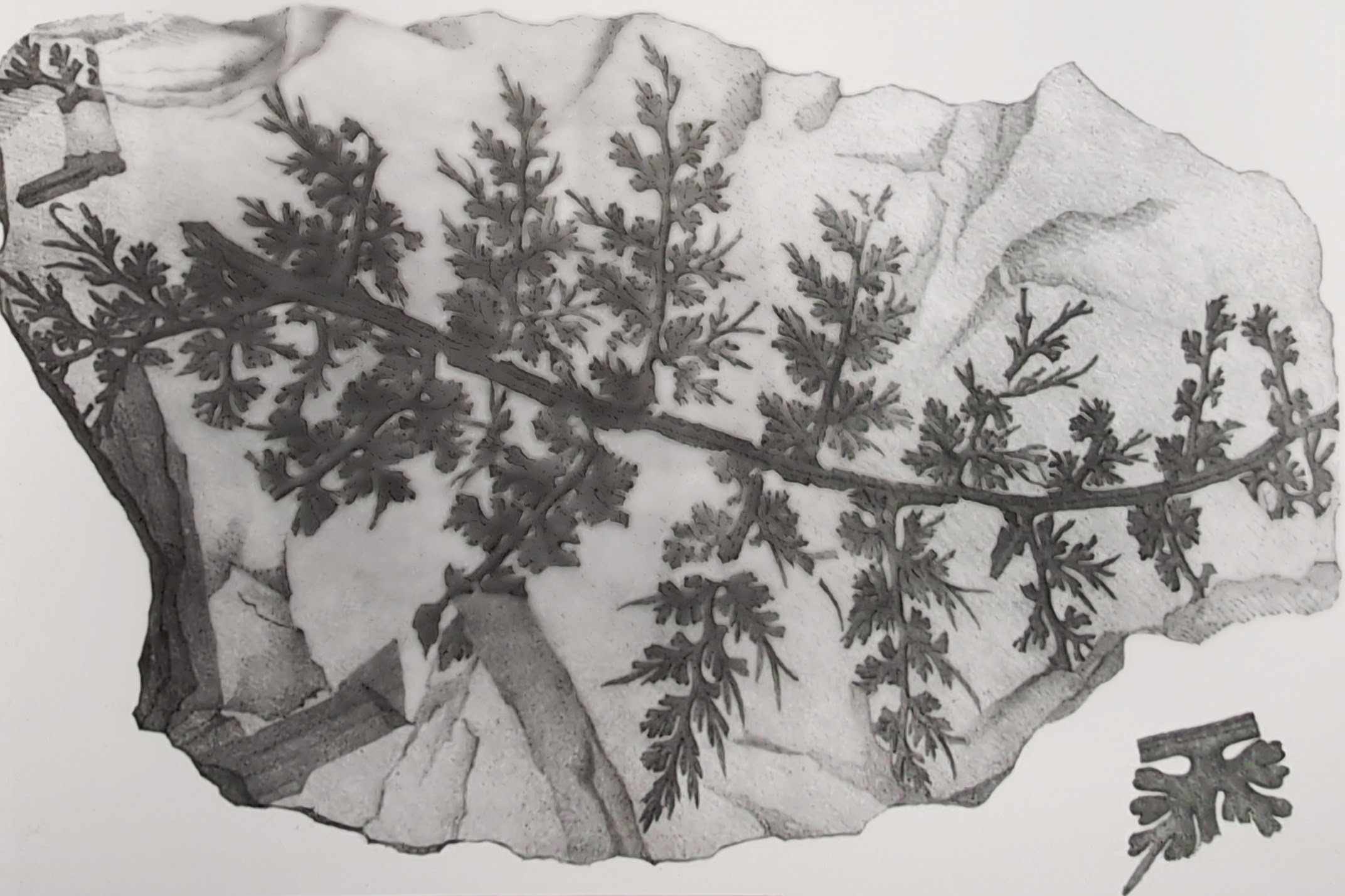 Mazon Monday #240: Sphenopteris spinosa