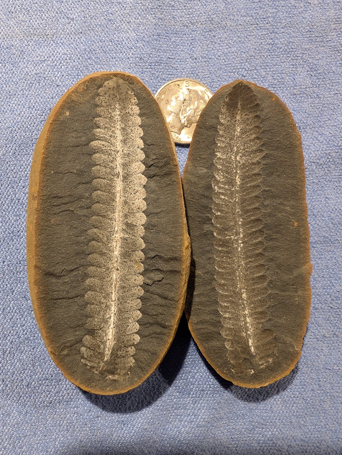 Fossil Friday #233: Diplazites unita