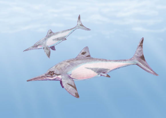New Species of Ichthyosaur Identified from Colombian Fossils