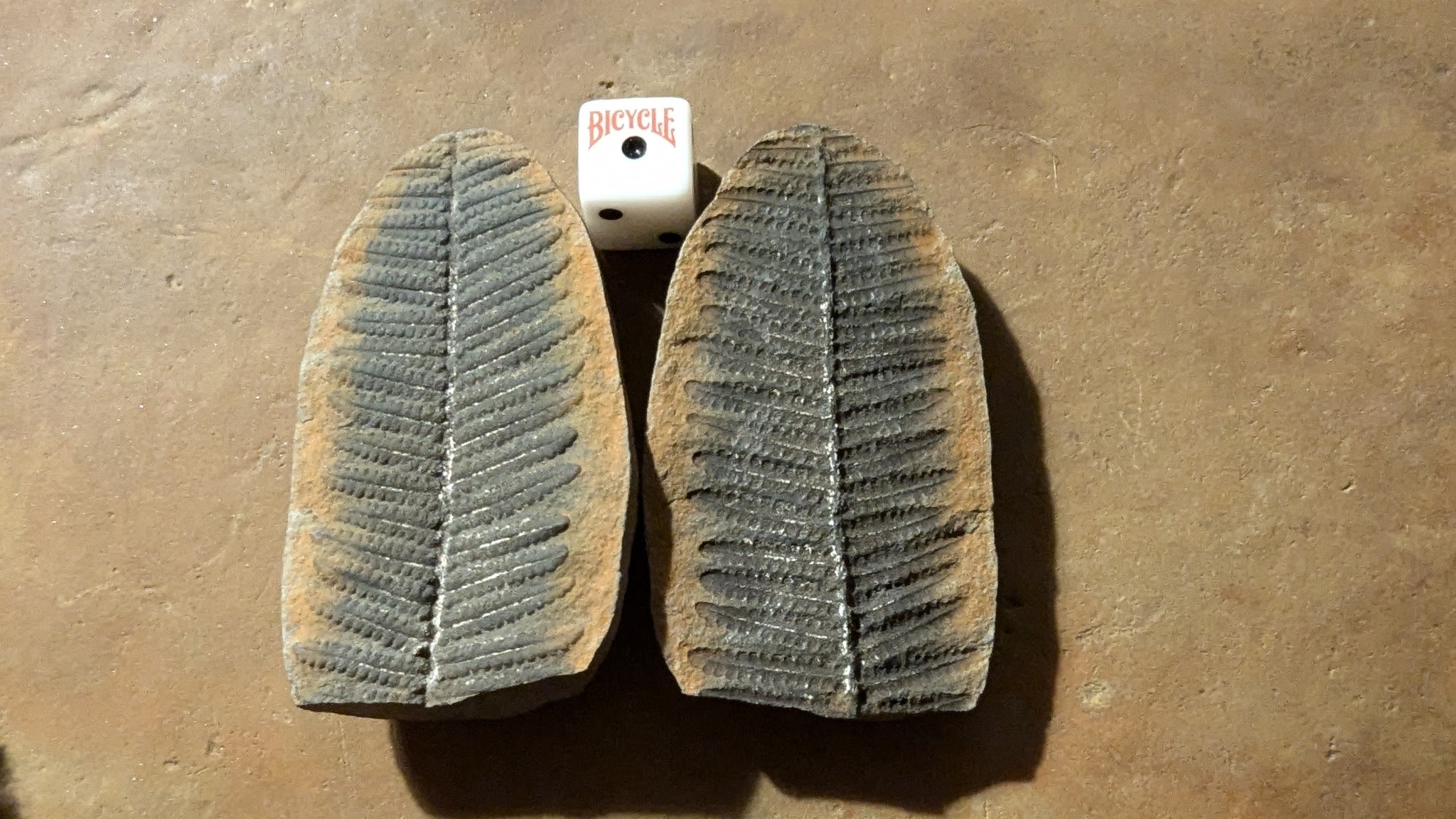 Fossil Friday #236: Cyathocarpus arborea from the Mazon Creek River