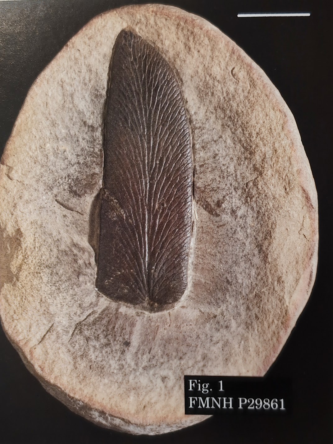 Mazon Thursday #242: Linopteris neuropteroides