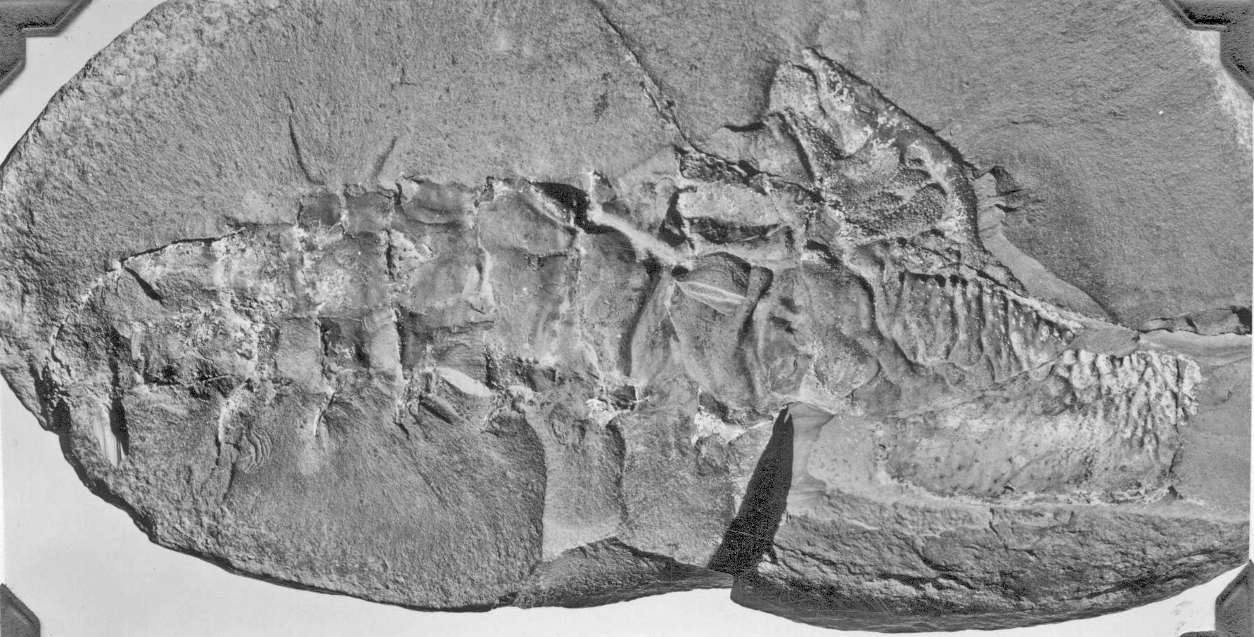 Mazon Monday #244: First Arthroplura Identified from Mazon Creek