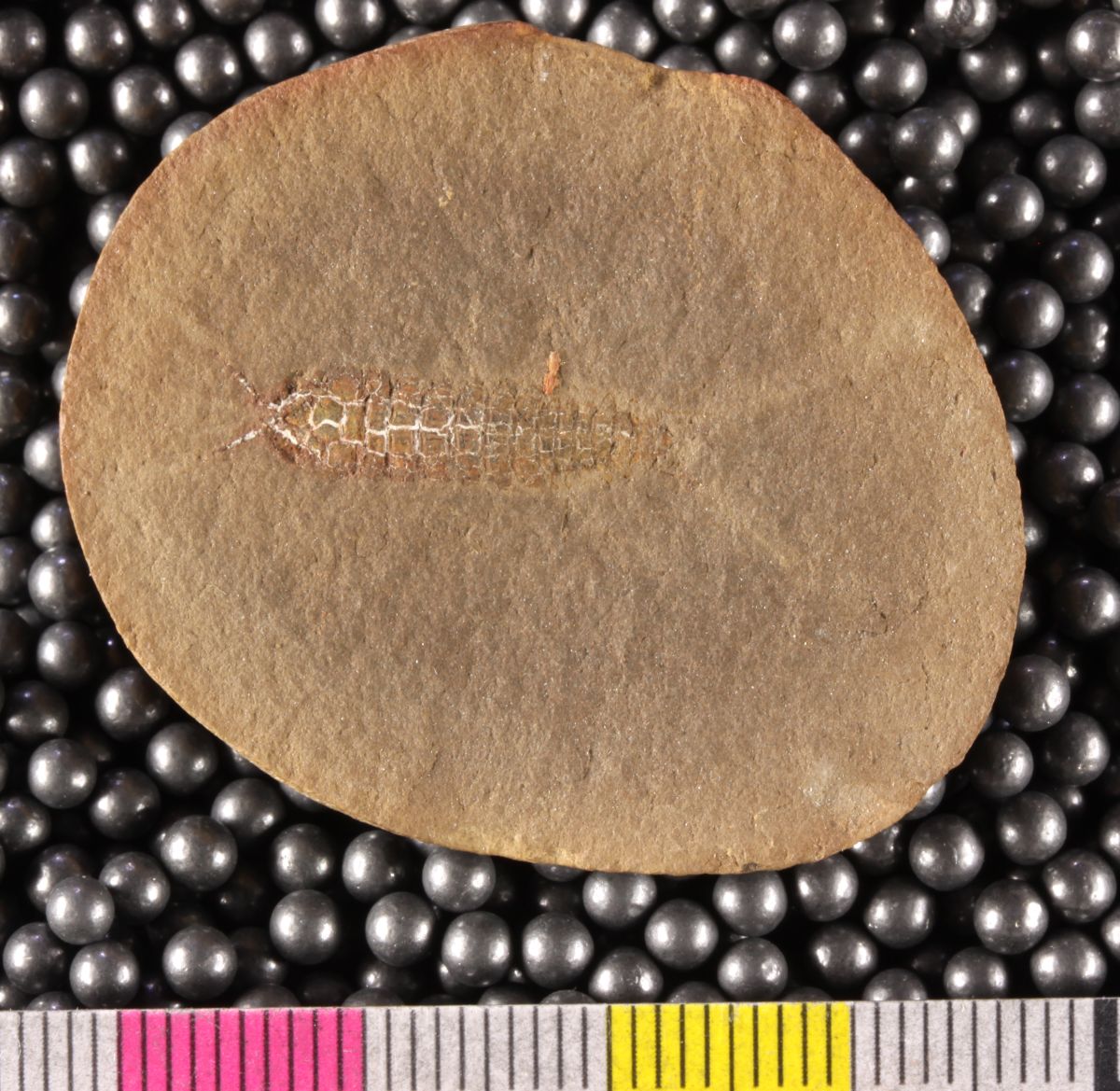 Mazon Monday #241: Eucryptocaris asherorum