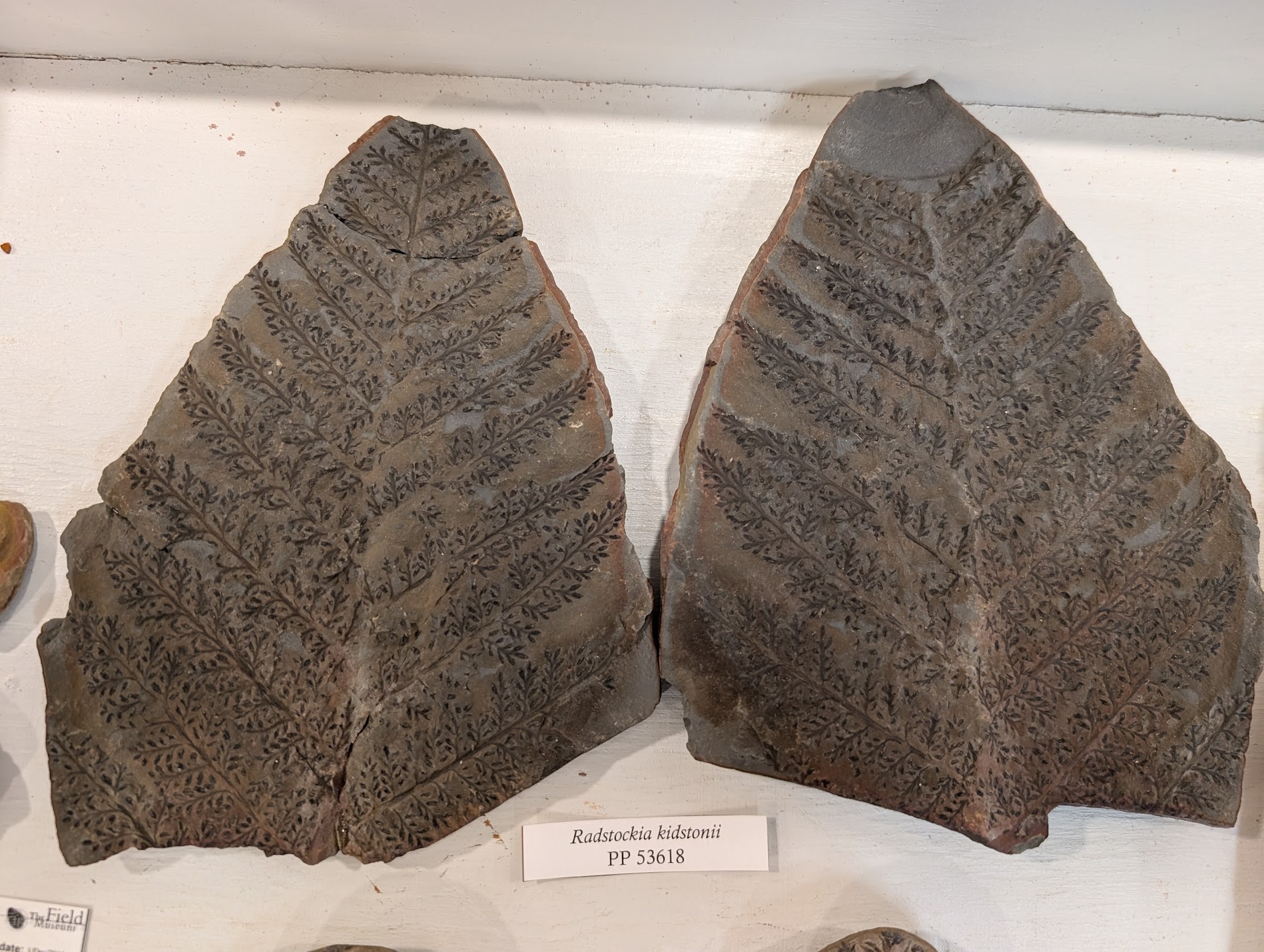 Mazon Monday #243: Radstockia kidstonii