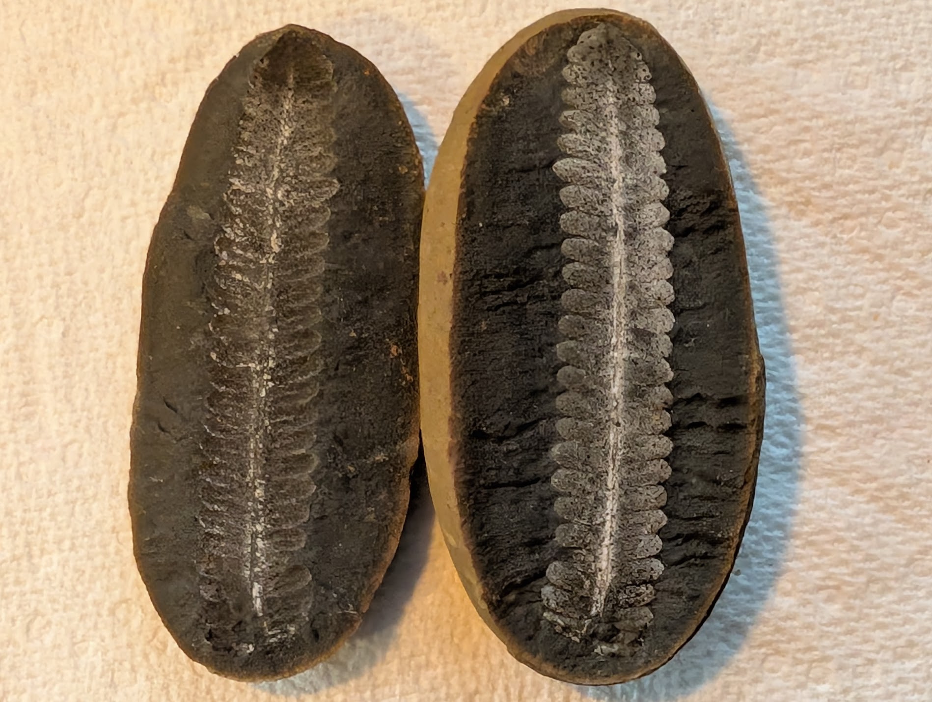 Fossil Friday #240: Diplazites unita from Mazon Creek #fossils