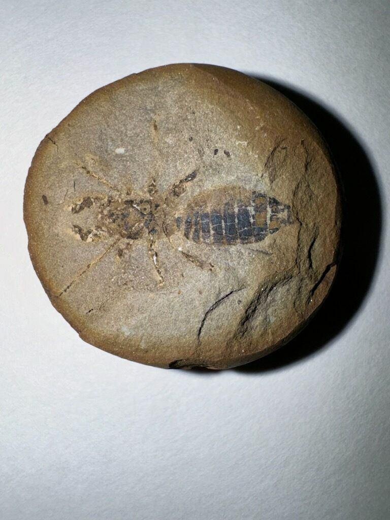 Fossil Friday #241: A Tailless Whip Scorpion from the Mazon River