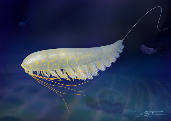 450-Million-Year-Old Fossil Arthropod Found Preserved in Fool’s Gold