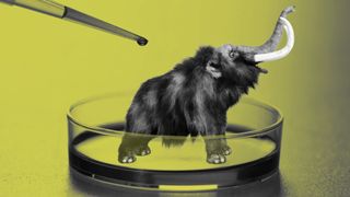 ‘Closer than people think’: Woolly mammoth ‘de-extinction’ is nearing reality — and we have no idea what happens next