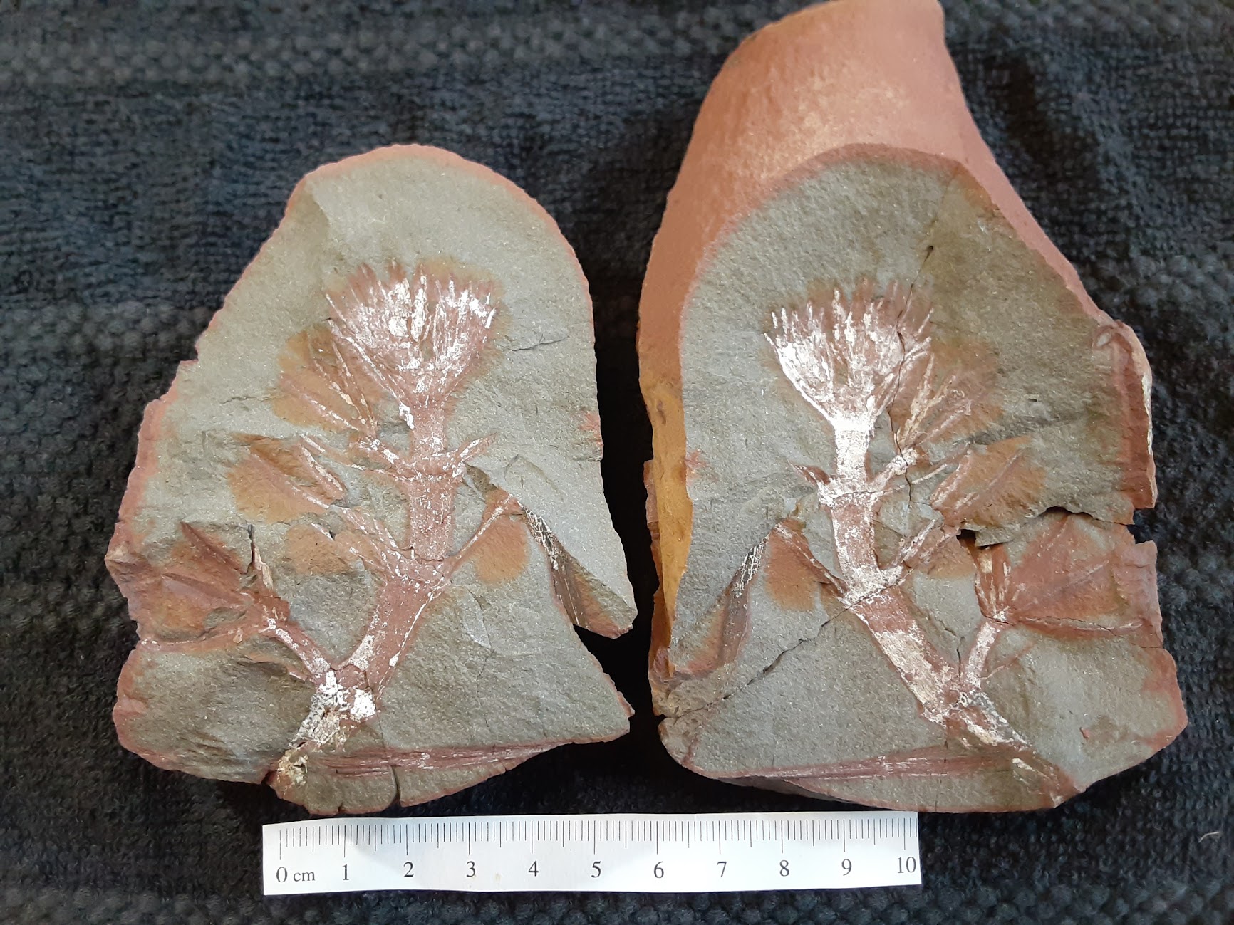 Mazon Monday #245: Annularia annulariaefolius