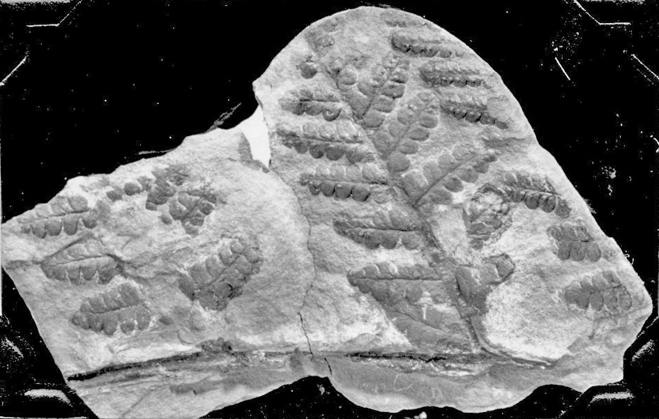 Mazon Monday #247: Oligocarpia gutbierii