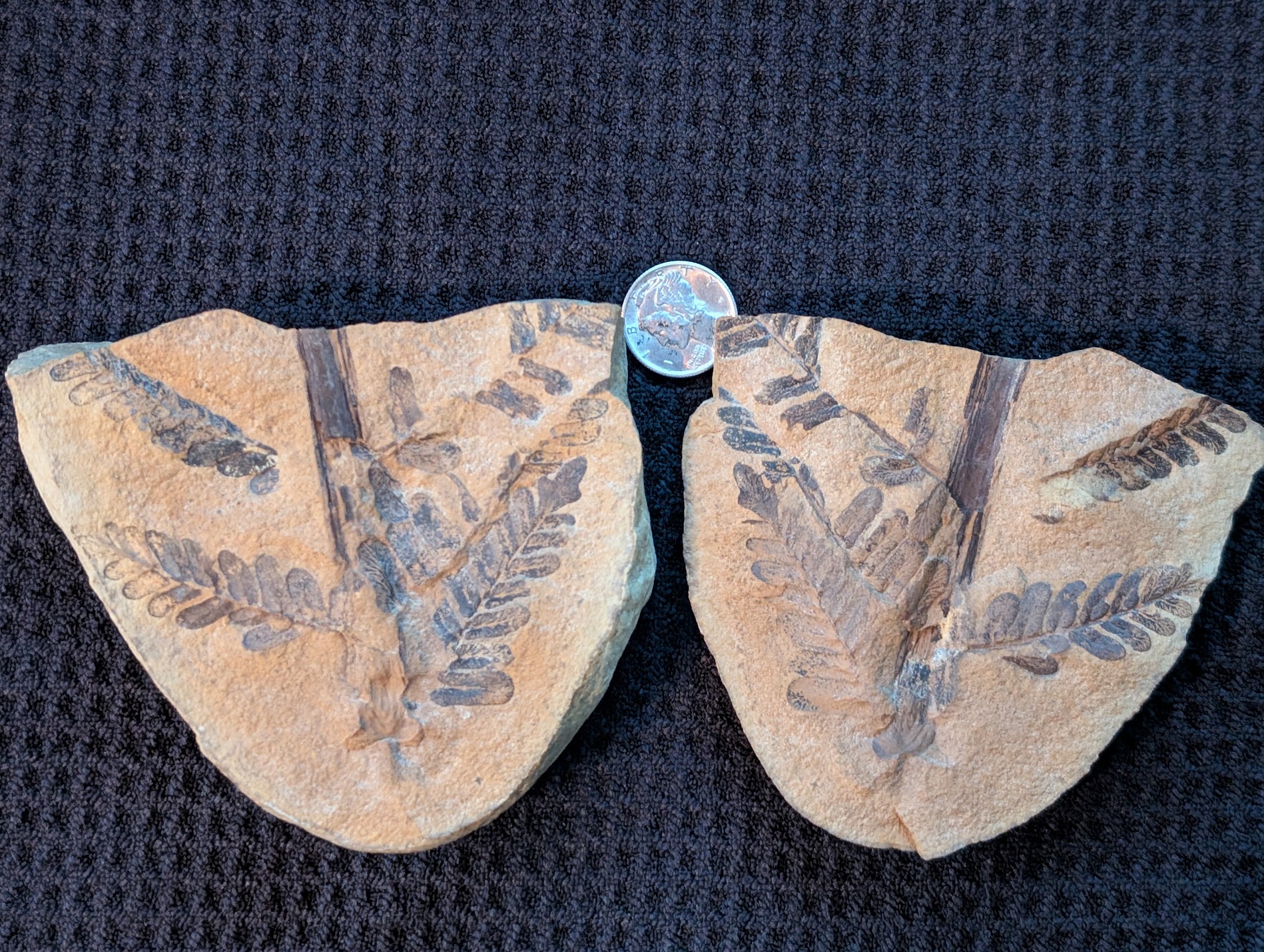 Fossil Friday #244: A beautiful Laveiniopteris from Knob Noster