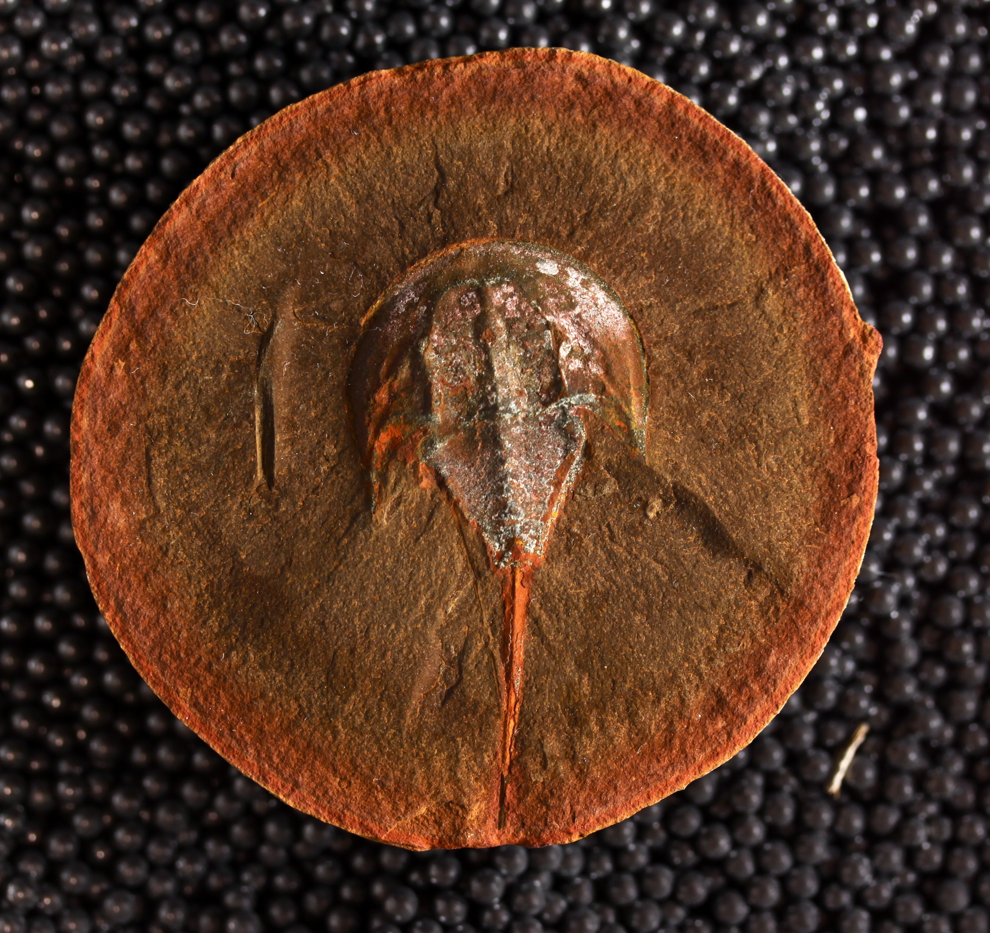 Mazon Monday #248: Paleolimulus mazonensis