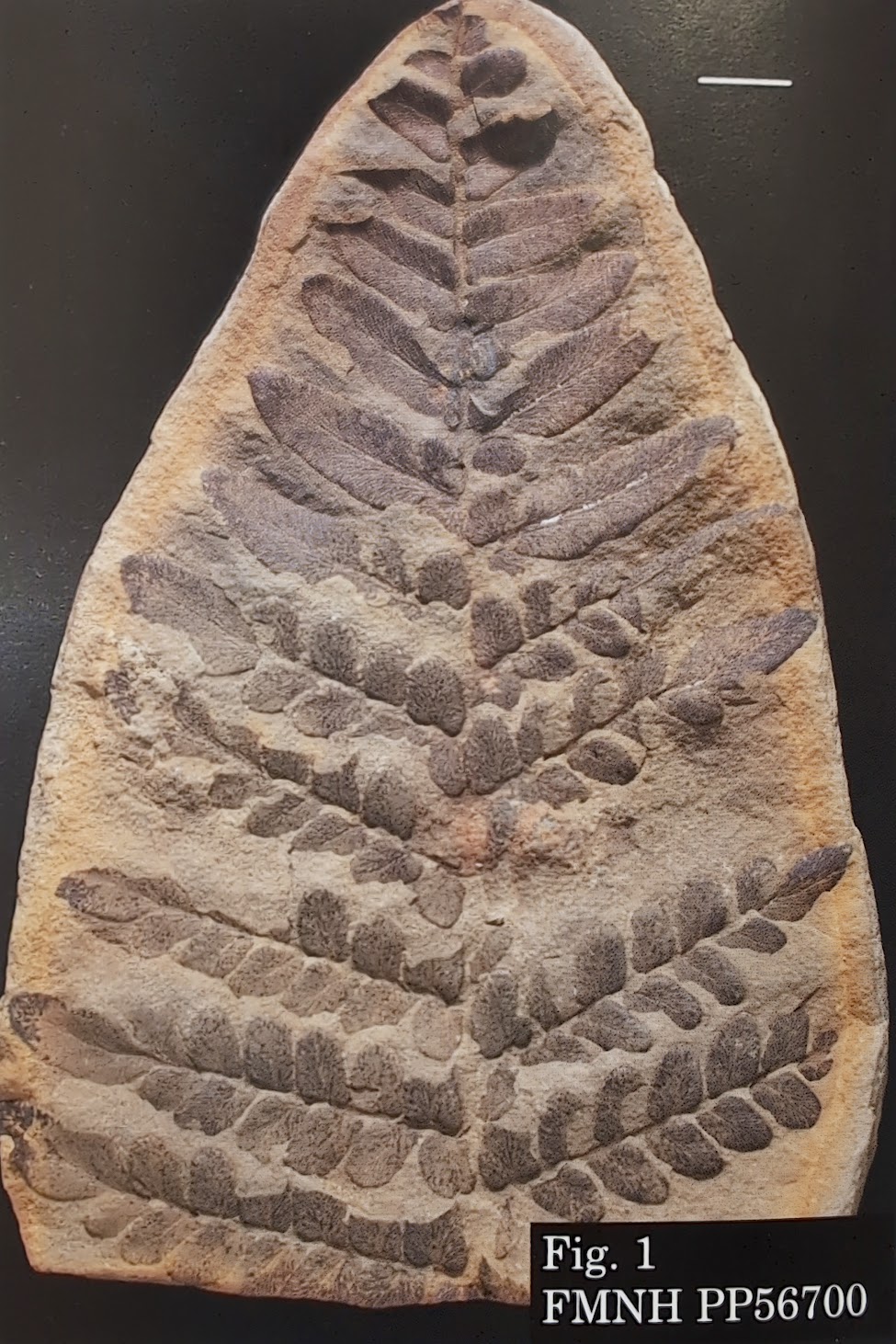 Mazon Monday #252: Reticulopteris muensterii var. dawsonii