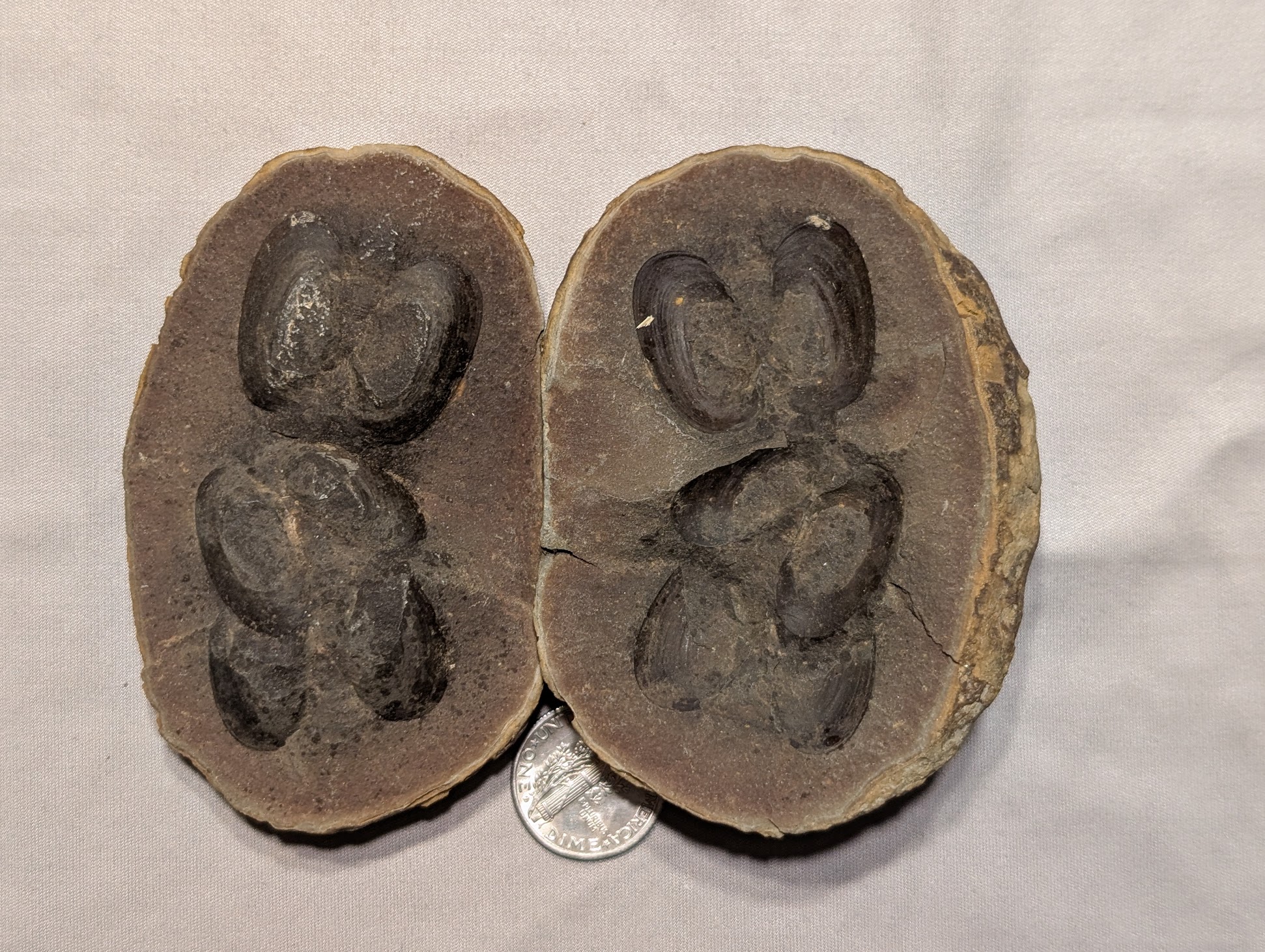 Fossil Friday #248: A Triple Mazonomya mazonensis