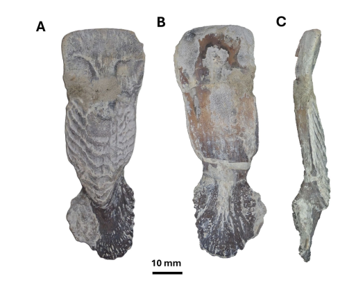Paper: New Janassid Petalodontiform (Chondrichthyes) teeth from the Late Carboniferous of Kansas, USA