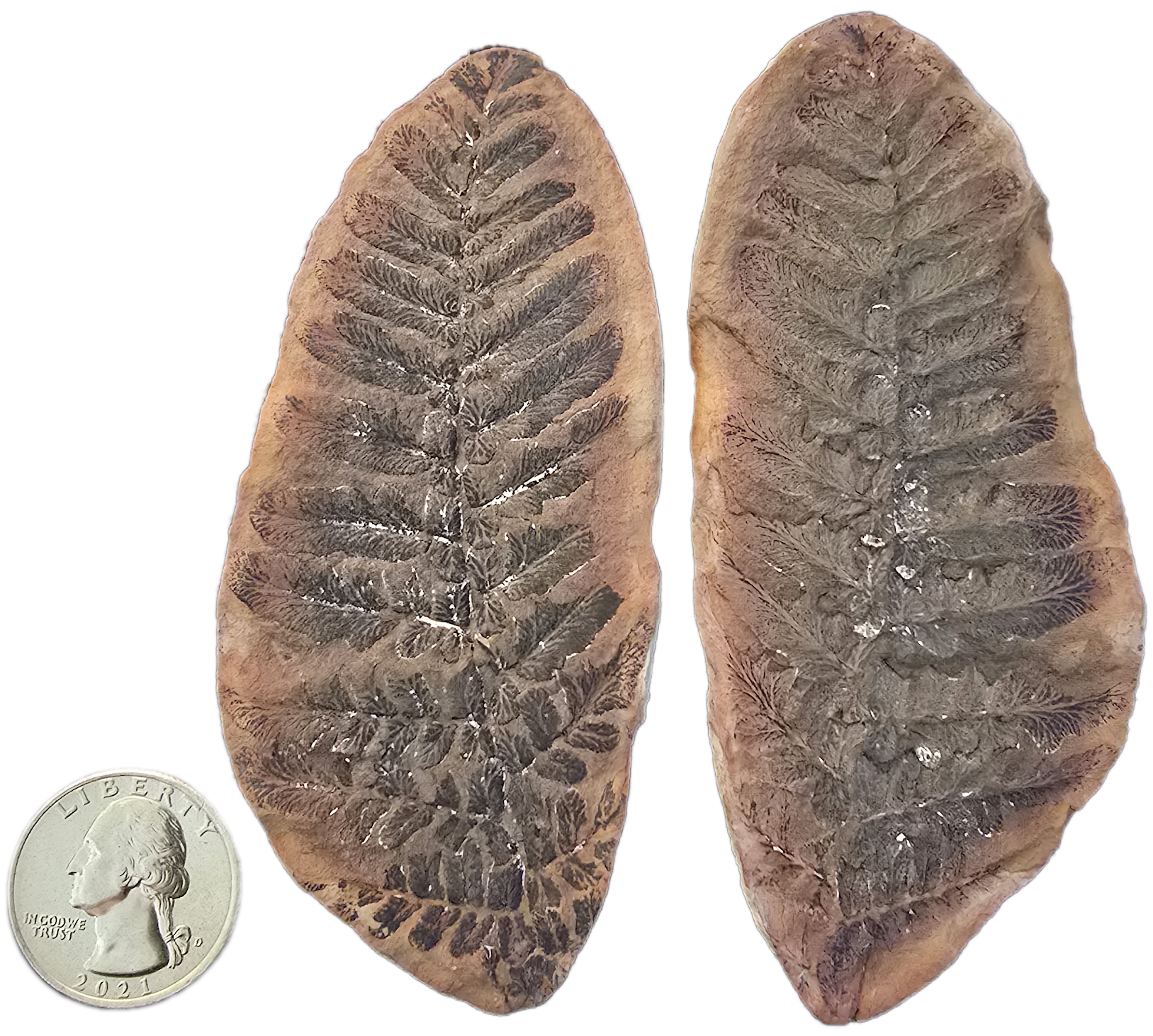 Fossil Friday #249: Reticulopteris muensterii