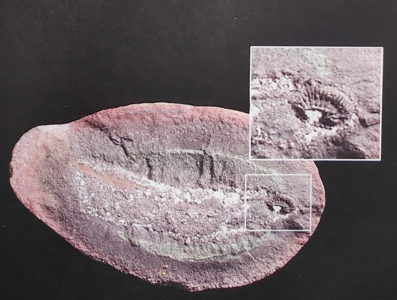 Mazon Monday #253: Pipiscius zangerli