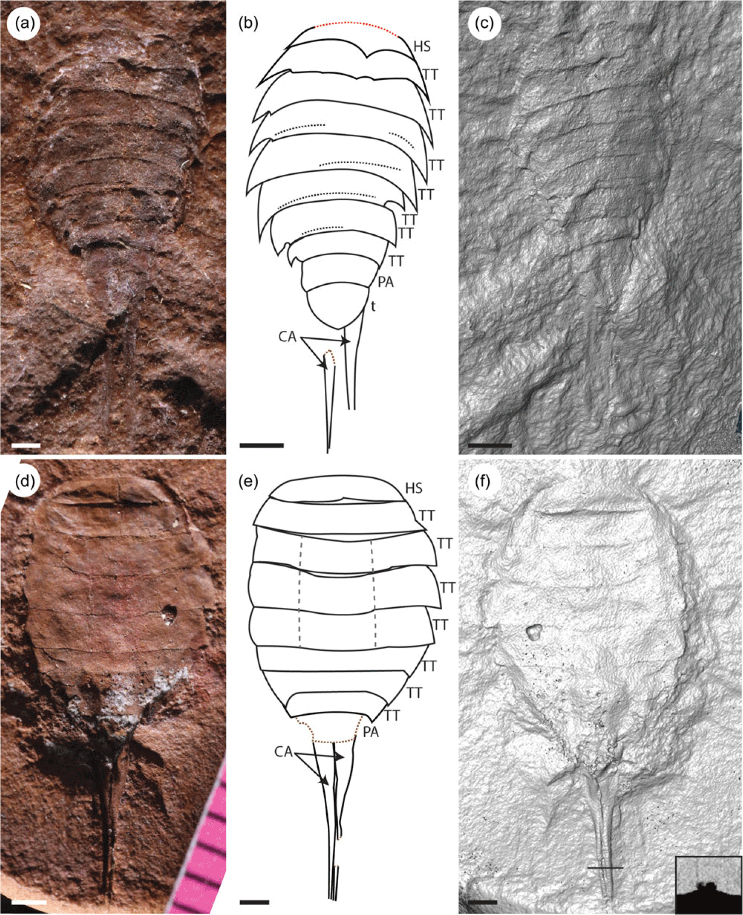 Mazon Monday #251: Tardisia broedeae