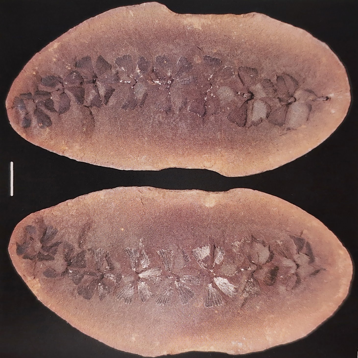 Mazon Monday #256: Sphenophyllum emarginatum