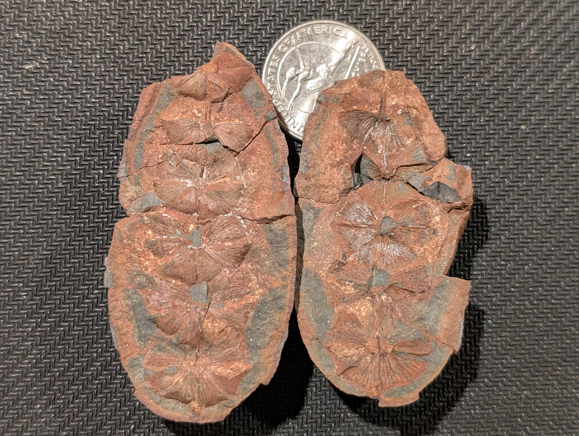 Fossil Friday #254 – Sphenophyllum emarginatum