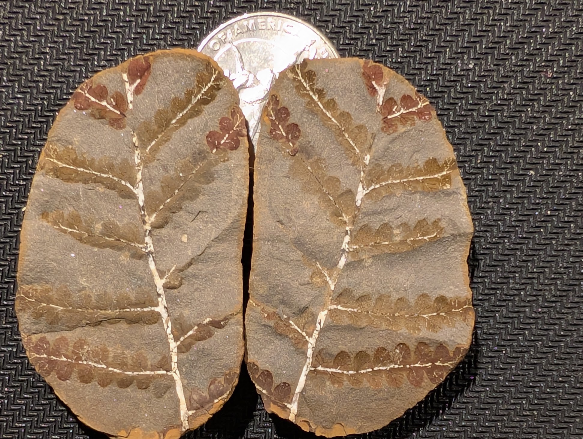 Fossil Friday #252: Oligocarpia gutbierii