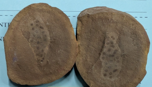 2025 ESCONI Gem, Mineral, and Fossil Show – Preview #5: Mazonova helmichnus