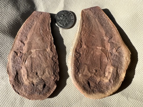 2025 ESCONI Gem, Mineral, and Fossil Show – Preview #2: Tullymonstrum gregarium!