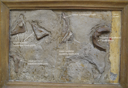 Chimaeropsis paradoxa Zittel, 1887 (Myriacanthoidei, Holocephali) from the Late Jurassic of Solnhofen
