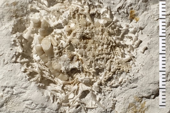 66-million-year-old vomit fossil discovered in Denmark