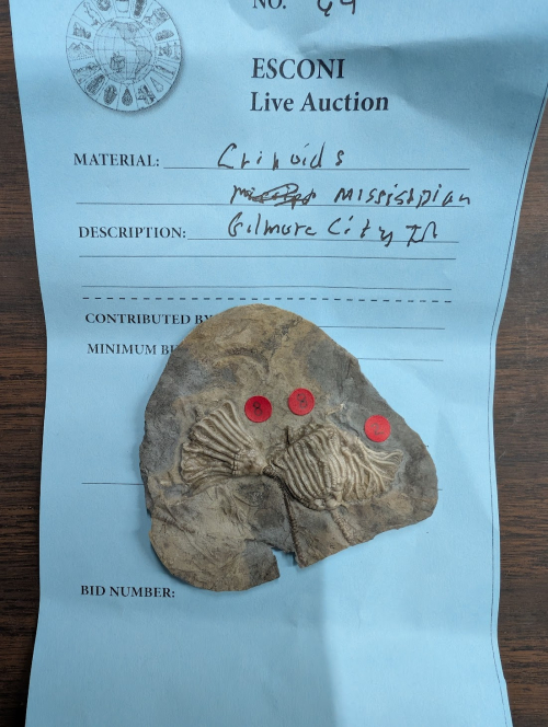 2025 ESCONI Gem, Mineral, and Fossil Show – Preview #7: Mississippian Crinoid from Gilmore City, IL