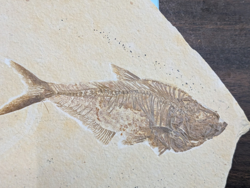 2025 ESCONI Gem, Mineral, and Fossil Show – Preview #6: Diplomystus dentatus from the Green River