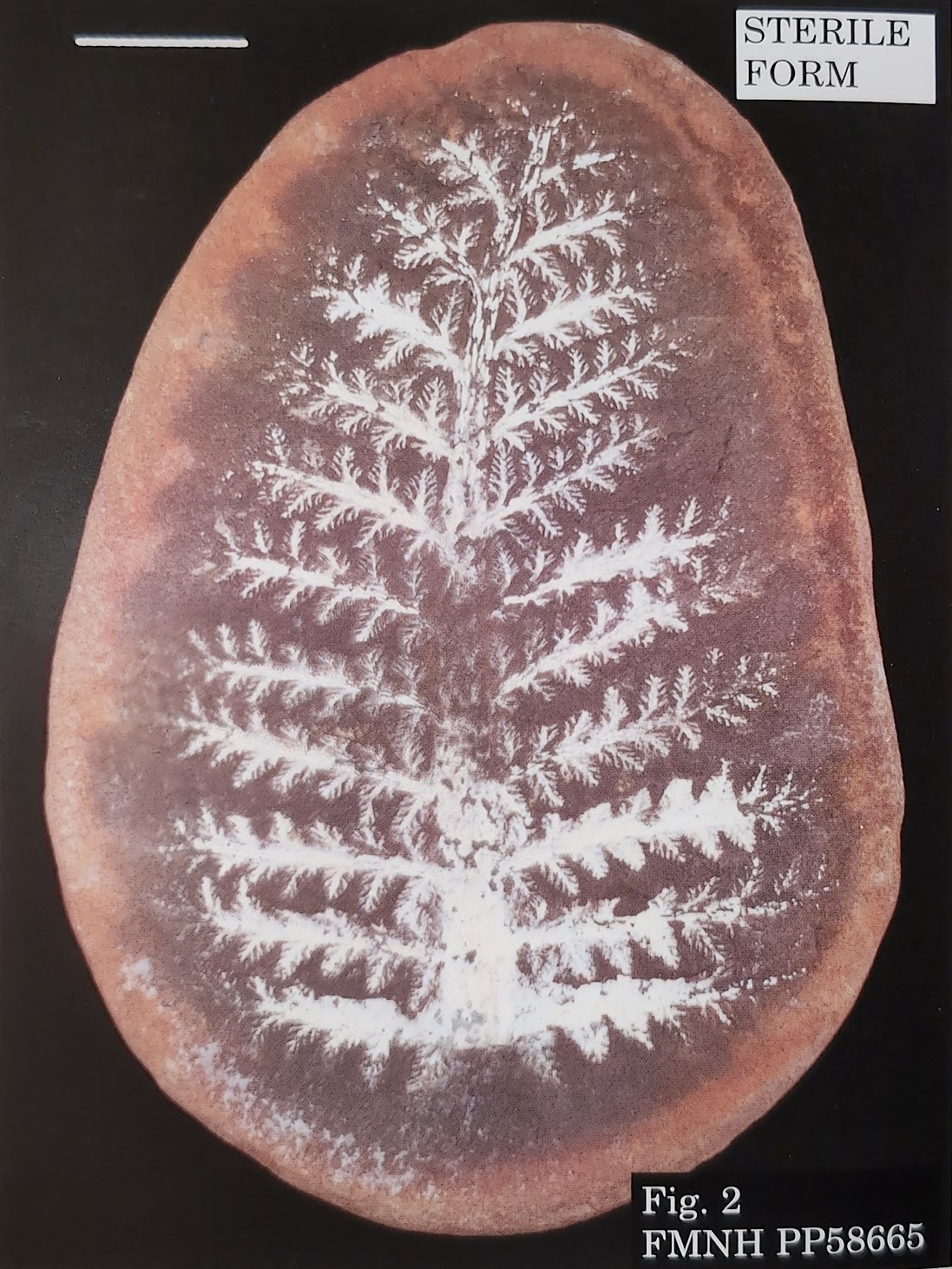 Mazon Monday #258: Myriotheca scaberrima